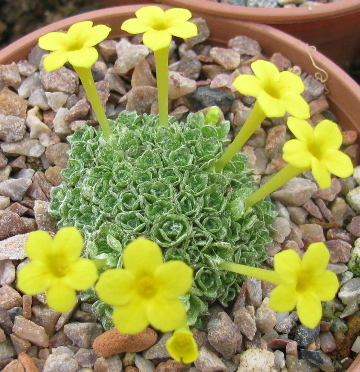 Dionysia tapetodes